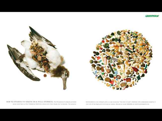 Ook de albatros zit vol plastic