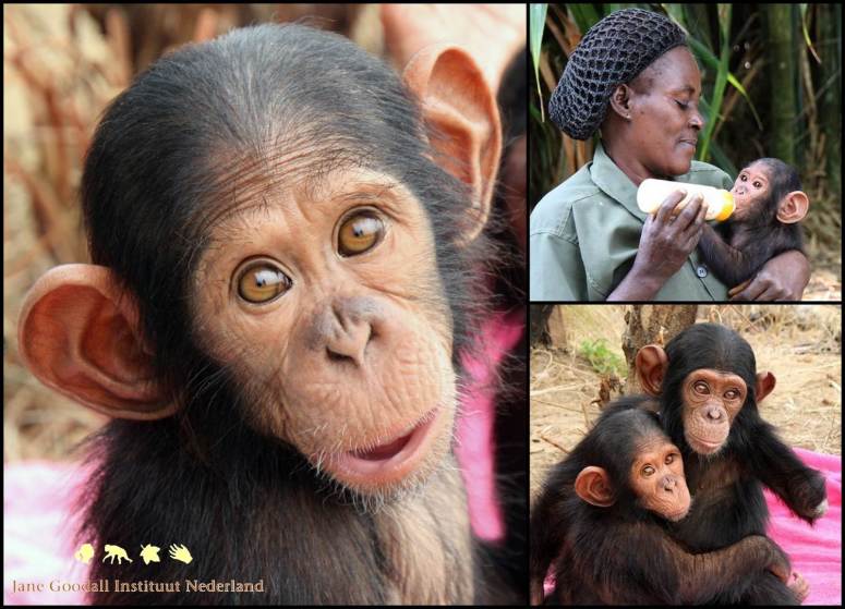 Jeje Tchimpounga Jane Goodall Instituut