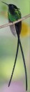 BlackbilledStreamertailHummingbird2