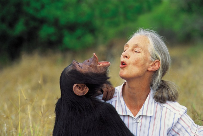 Jane and chimp