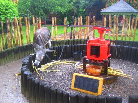 suikerriet pers ezel