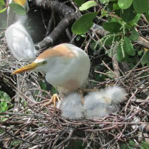 foto: Riet Peeters black river birds