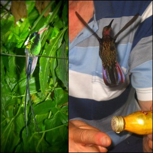 Red-billed streamertail & Jamaican mango