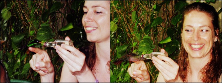 Doctor bird & Jamaicaanse mango