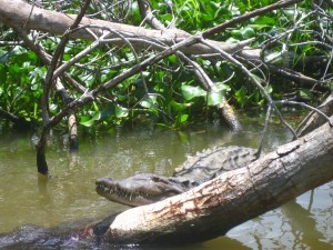 krokodil black river