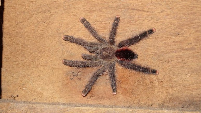 tarantula