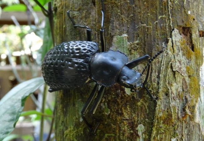 kever in het kwadraat