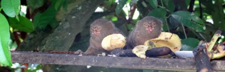 Dwergzijdeaapjes Mocagua