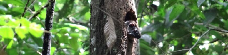 Geheimzinnig bosdier