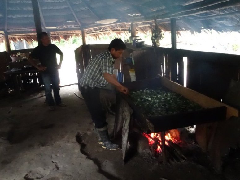 cocabladeren roosteren