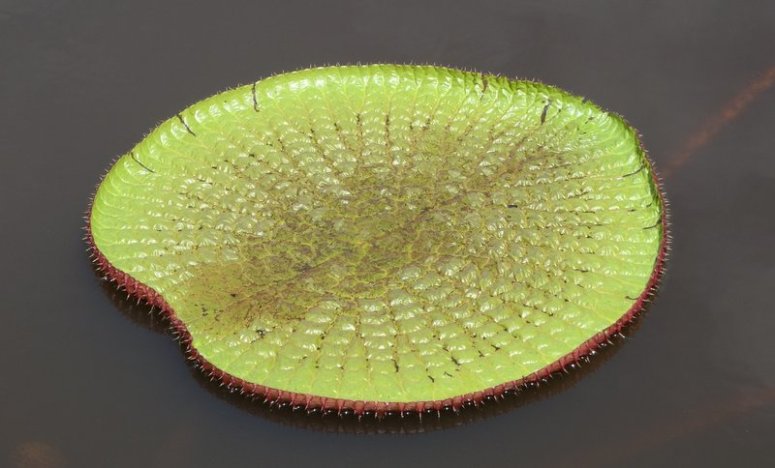 Victoria amazonica