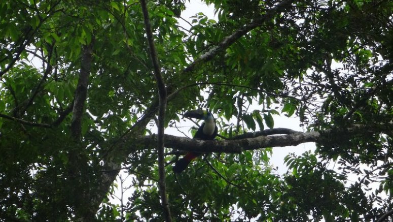 Toekan Amazone San Martin 