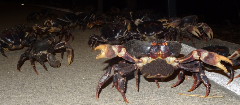 krabbenmigratie Providencia