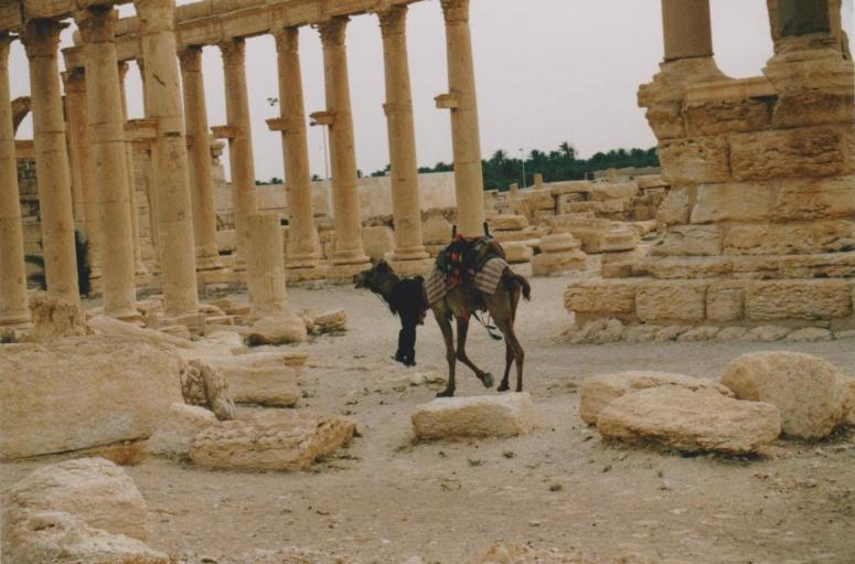 palmyra