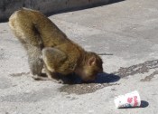 Gibraltar makaken