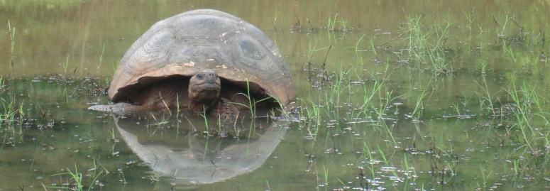 Galapagos schildpad