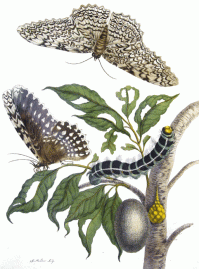 Thysania_agrippina_par_Merian